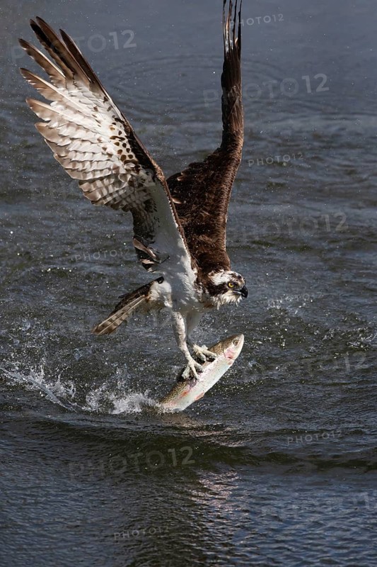 Western osprey (Pandion haliaetus) fishing, Finland
