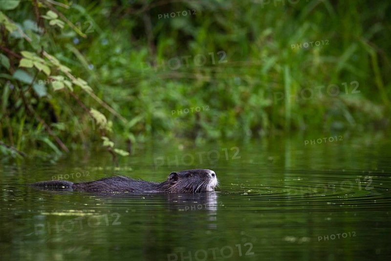 Nutria (Myocastor coypus) in a body of water, Osnabrück, Lower Saxony, Germany