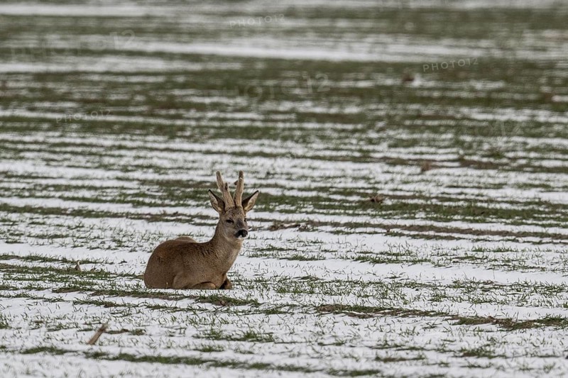 Roe deer (Capreolus capreolus), Lower Saxony, Germany