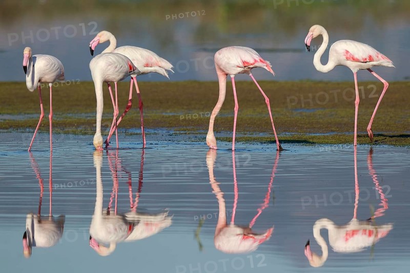 Greater Flamingo (Phoenicopterus roseus) group foraging in shallow water, Greece