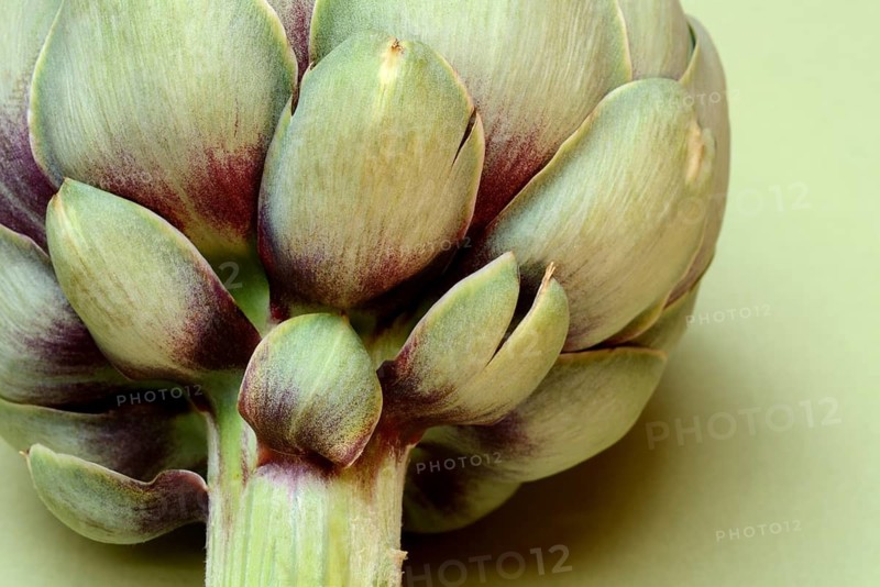 Artichoke, close-up, (Cynara scolymus)