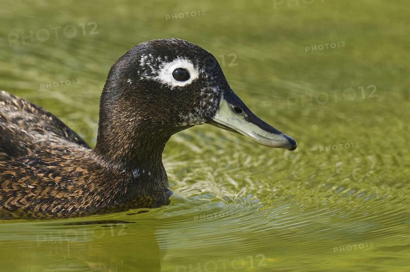 Laysan Duck (Anas laysanensis), Hawaii