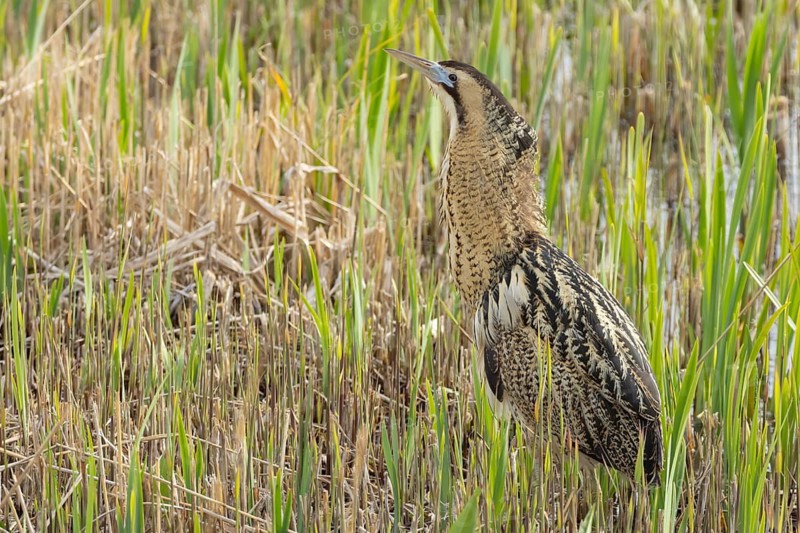 Great or Eurasian bittern (Botaurus stellaris) adult bird in a reedbed in spring, RSPB Minsmere nature reserve, Suffolk, England, United Kingdom