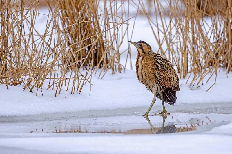 Eurasian bittern, great bittern (Botaurus stellaris) foraging well camouflaged in the snow in reed bed, reedbed along lake shore in winter