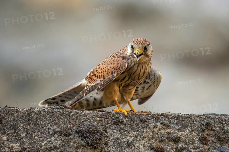 Kestrel (Falco tinnunculus), Gerolstein, Rhineland-Palatinate, Germany