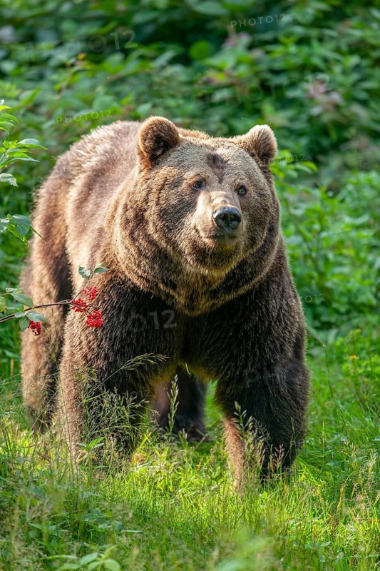 Brown bear (Ursus arctos) standing in a forest clearing, captive, Bavarian Forest National Park, Bavaria, Germany