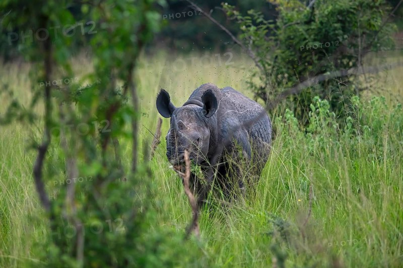 Black rhinoceros (Diceros bicornis) or black rhino in tall grass, Akagera National Park or Kagera National Park, Eastern Province, Rwanda