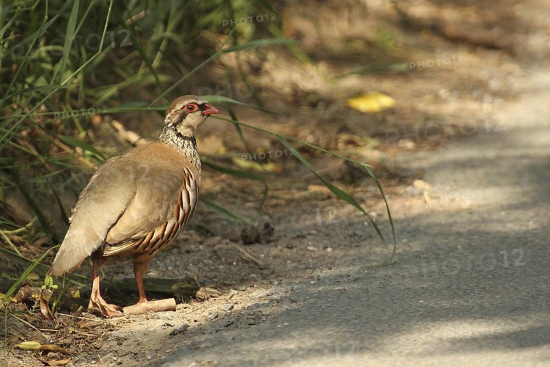 Red-legged Partridge (Alectoris rufa), Yorkshire Dales, United Kingdom