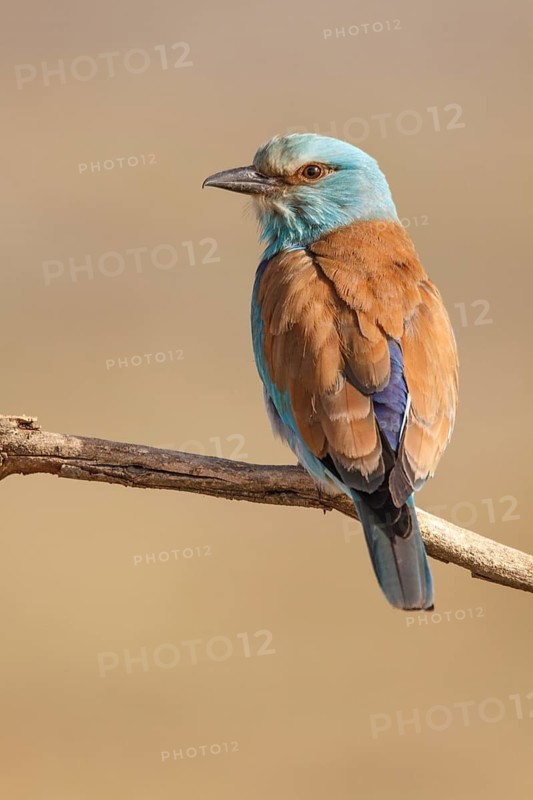 European Roller (Coracias garrulus), perched on a branch, Castile-La Mancha