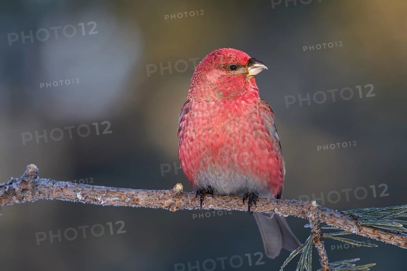 Pine Grosbeak - Hakengimpel - Pinicola enucleator, Finland, adult male