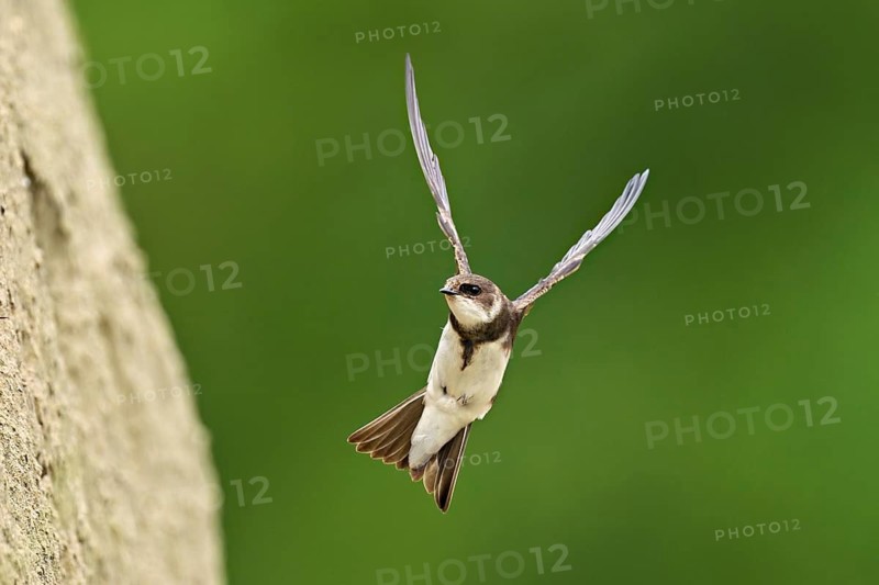 Sand martin (Riparia riparia), approaching the breeding tube, Reussegg nature reserve, Canton Aargau, Switzerland