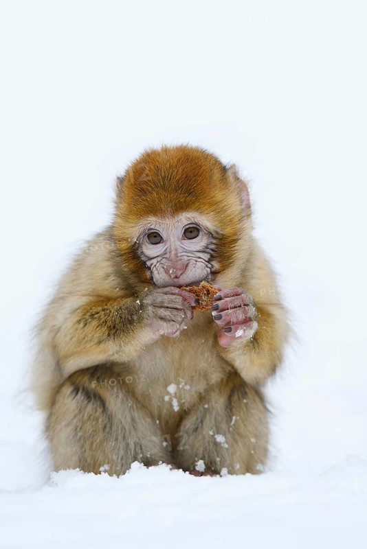 Barbary macaque or magot (Macaca sylvanus), young animal sitting in the snow and eating, winter, Azrou, Morocco