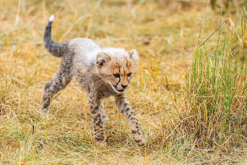Cheetah (Acinonyx jubatus) youngster walking on a meadow, captive, occurrence Africa