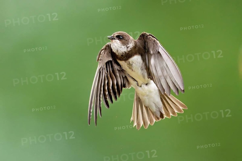 Sand martin (Riparia riparia), in flight, Reussegg nature reserve, Canton Aargau, Switzerland