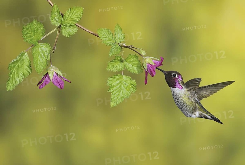 Anna's Hummingbird (Calypte anna), British Columbia, Canada
