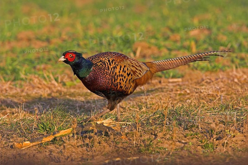 Pheasant (Phasianus colchicus), Faisan de Colchide, Faisan de chasse, Faisán Vulgar, Bad Dürkheim County, Tiszaalpár, Kiskunsági National Park, Bács-Kiskun, Hungary