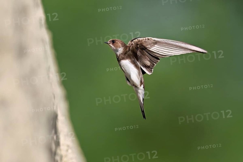 Sand martin (Riparia riparia), approaching the breeding tube, Reussegg nature reserve, Canton Aargau, Switzerland