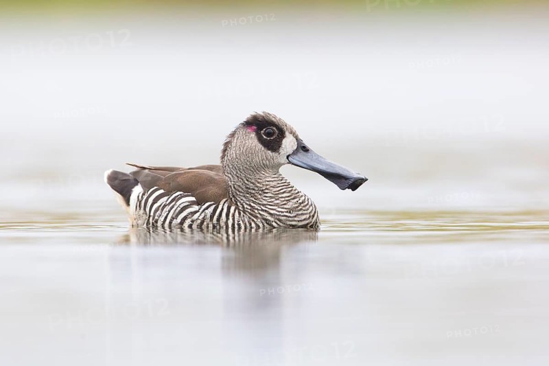 Pink-eared Duck (Malacorhynchus membranaceus), Victoria, Australia