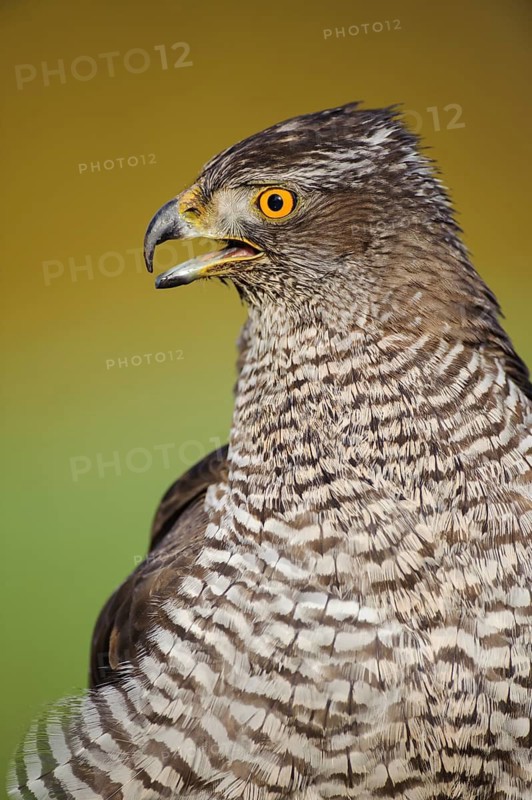 Northern Goshawk (Accipiter gentilis), Lower Saxony, Germany