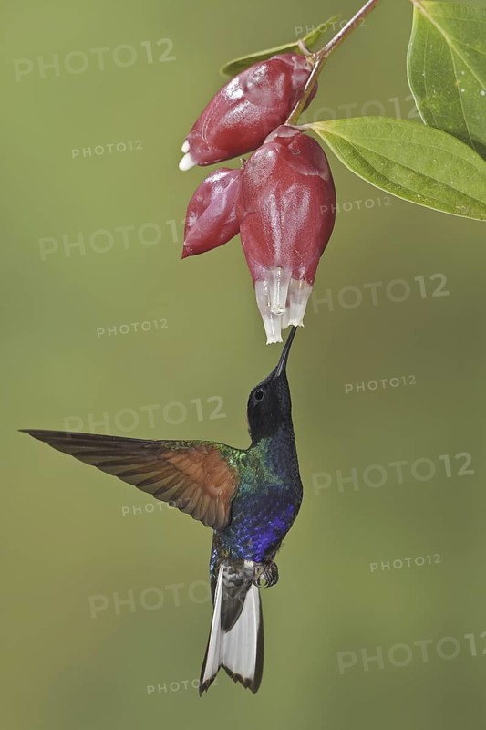 Velvet-purple Coronet (Boissonneaua jardini), Ecuador