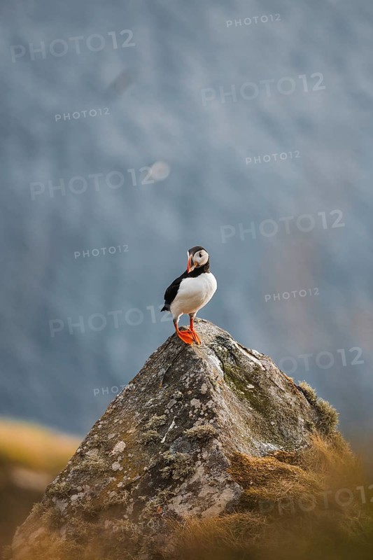 A puffin, Fratercula arctica, stands on a moss-covered rock, set against a misty sea backdrop Captured during a road trip through Norway, highlighting outdoor trekking and nature's serenity