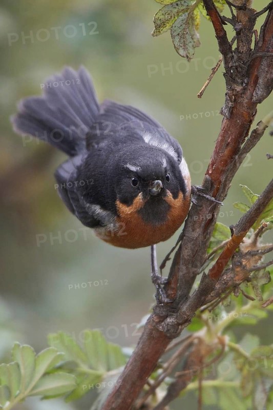 Black-throated Flowerpiercer (Diglossa brunneiventris), Central Highlands, Peru