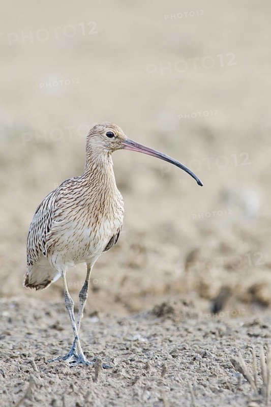 Eurasian Curlew (Numenius arquata) foraging, Tuscany, Italy
