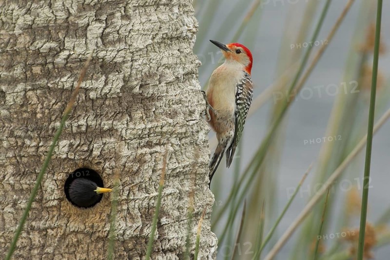 Red-bellied Woodpecker (Melanerpes carolinus) male at nest cavity, Florida, USA