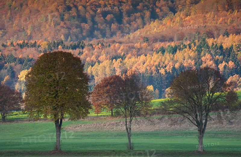 View of Solling forest, Weser River, Lower Saxony, Germany