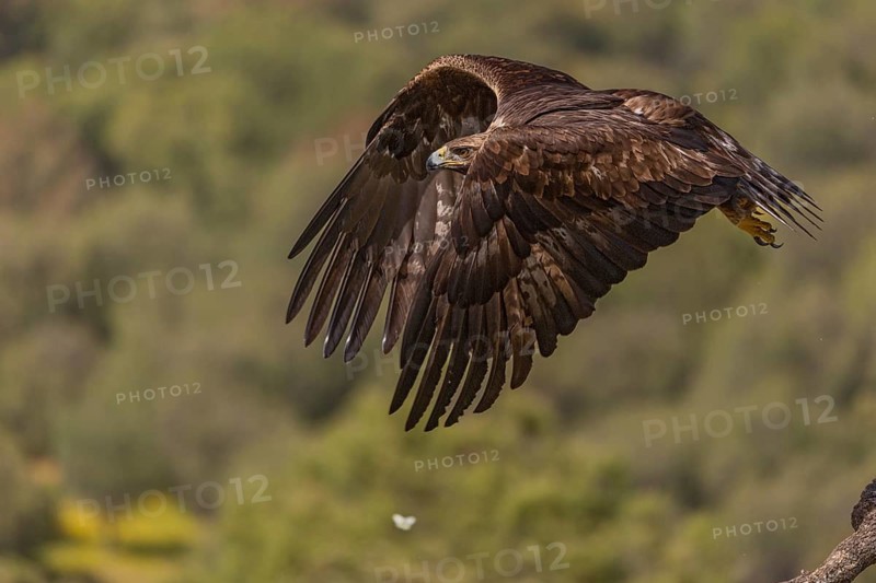 Golden eagle (Aquila chrysaetos), in flight, Andalusia, Spain