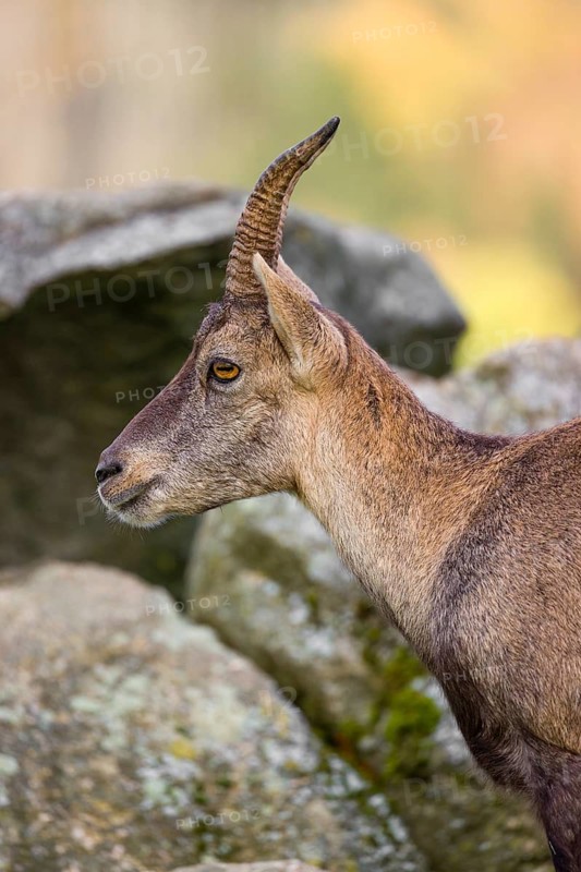 Portrait of a female ibex (Capra ibex) standing on a rock