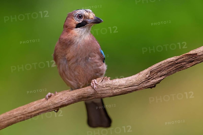 Jay, European Jay, Jay, eurasian jay (Garrulus glandarius), Geai des chênes, Arrendajo Común, Arrendajo, on perch, Ormoz area, Ormoz, Podravska, Slovenia