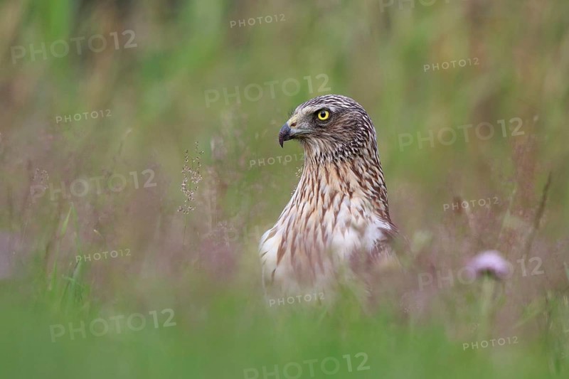 Western Marsh Harrier (Circus aeruginosus) male on grassland, Poland