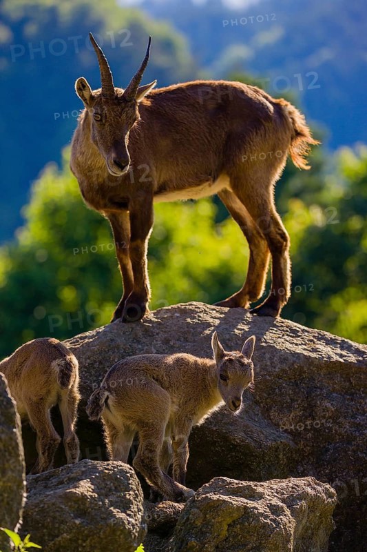 One adult female ibex (Capra ibex) and two of her babies standing on rocks
