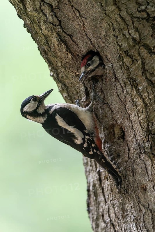 Great spotted woodpecker (Dendrocopos major) at the cave with young, Emsland, Lower Saxony, Germany