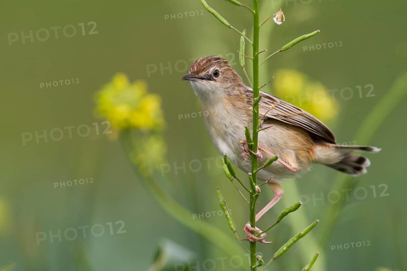 Zitting Cisticola - Zistensänger - Cisticola juncidis ssp. cisticola, Morocco