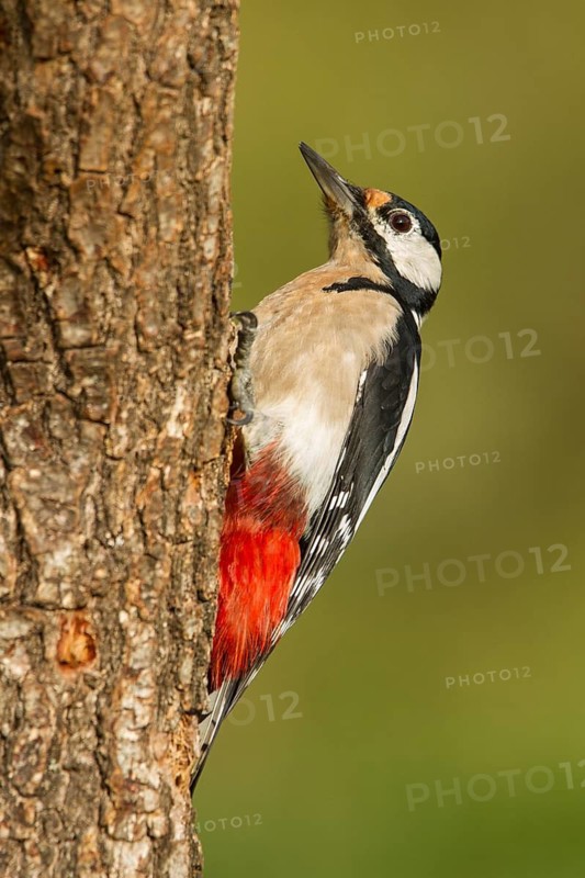 Great Spotted Woodpecker (Dendrocopos major), adult male on a tree, Castilla Leon, Spain