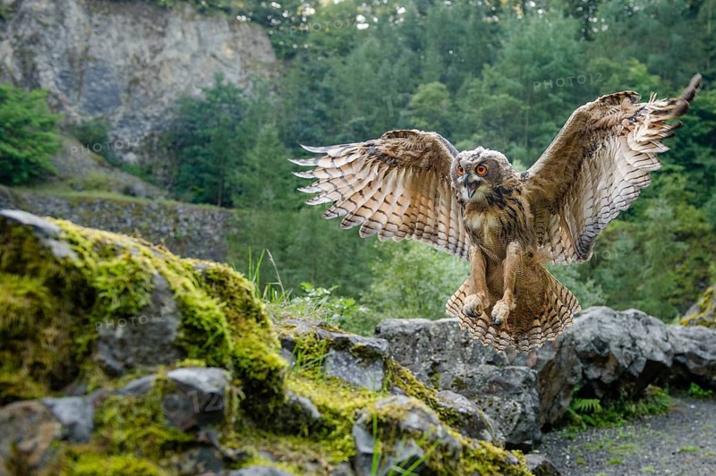 Eurasian Eagle-owl (bubo bubo) flying, Gerolstein, Rhineland-Palatinate, Germany
