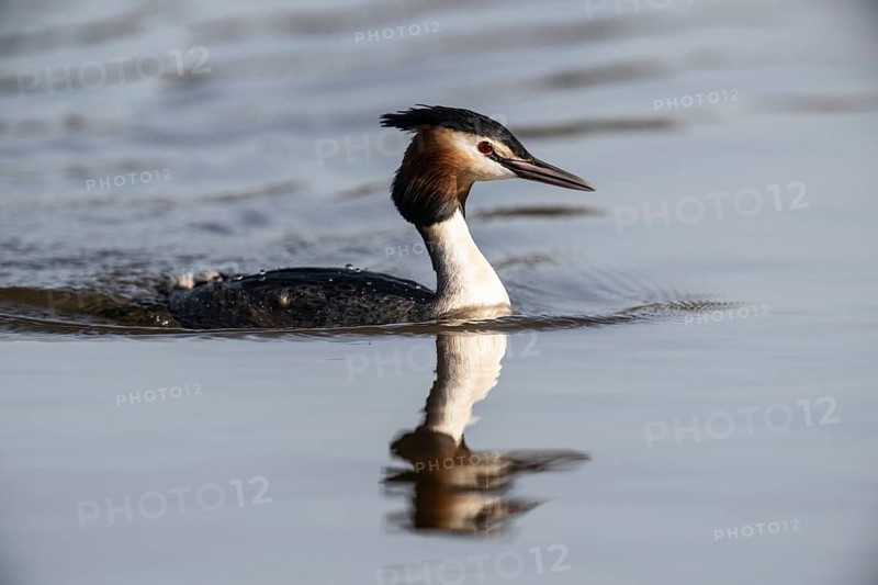 Great Crested Grebe (Podiceps cristatus), Emsland, Lower Saxony, Germany