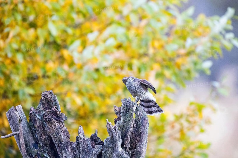 Sparrowhawk (Accipiter nisus) Germany