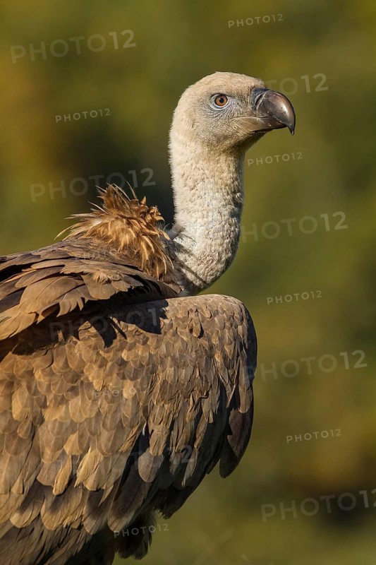 Griffon Vulture (Gyps fulvus), portrait, Castile and Leon, Spain