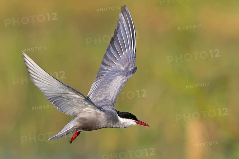 White-bearded Tern, (Chlidonias hybridus, Chlidonias hybrida, family of terns, flight, biotope, habitat, foraging, prey, dive, hunting fish, Lake Neusiedl, Illmitz, Burgenland, Austria
