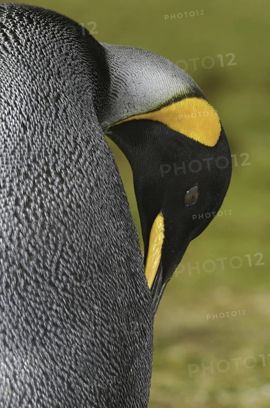 King Penguin (Aptenodytes patagonicus), Falkland Islands