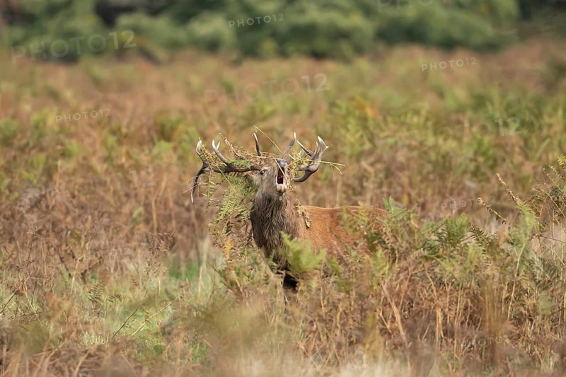Red deer (Cervus elaphus) adult male stag animal roaring with its mouth open during the rutting season in autumn, England, United Kingdom