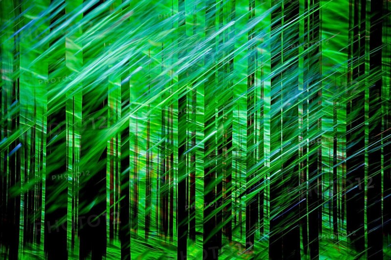 Atmospheric forest, abstract structures, wiping effect, bulb exposure