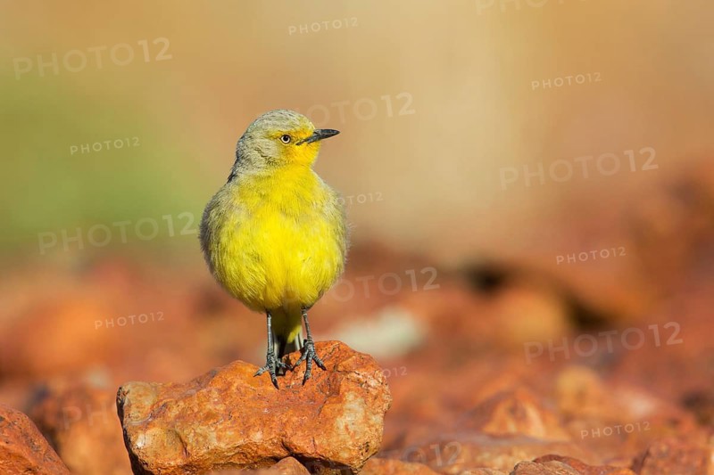 Gibberbird (Ashbyia lovensis) perched on stony ground, South Australia, Australia