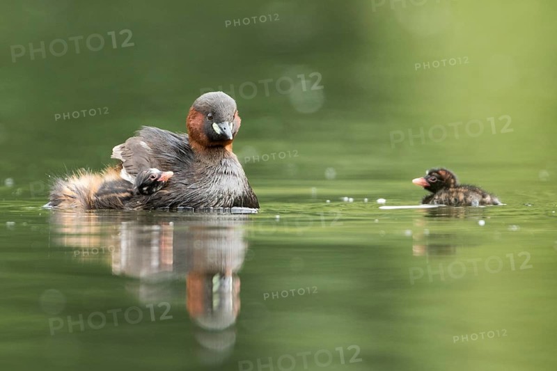 Little Grebe (Tachybaptus ruficollis) with chicks, Hesse, Germany