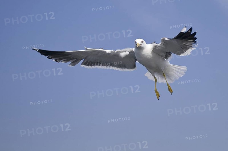 Lesser Black-backed Gull (Larus fuscus) flying, Texel, Netherlands
