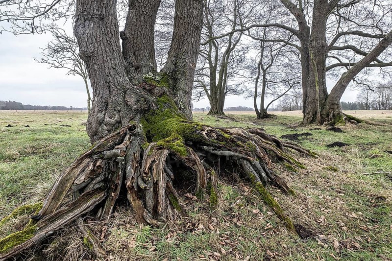 Old alders (Alnus glutinosa) in meadow landscape, Lower Saxony, Germany