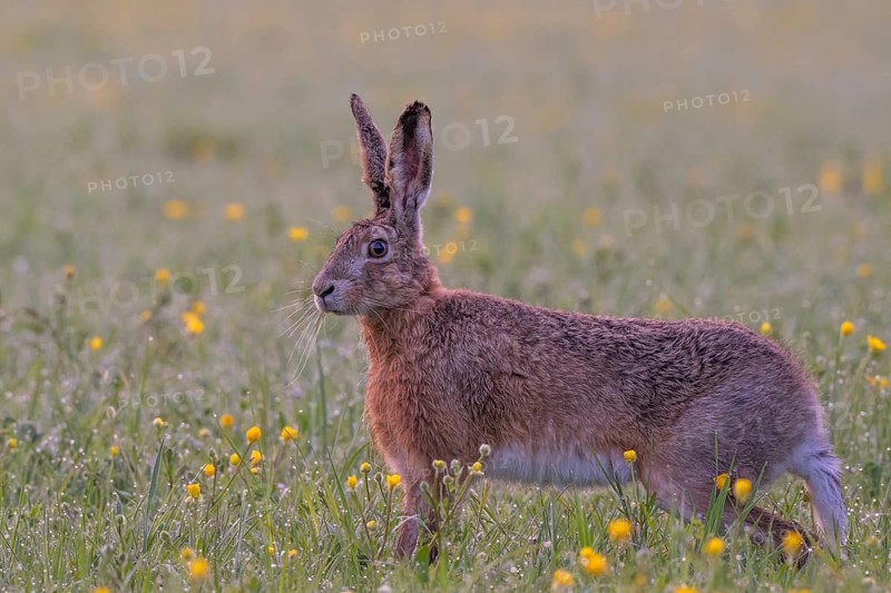 European hare (Lepus europaeus) in wet tall grass, Stuttgart, Rosensteinpark, Baden-Württemberg, Germany
